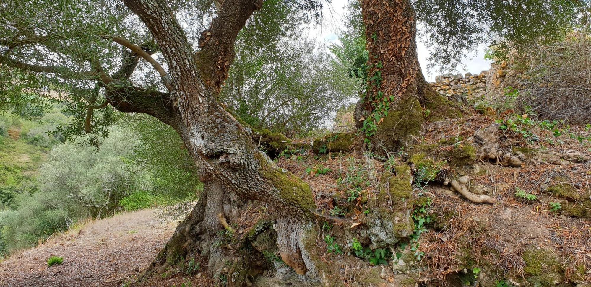 Casa Das Janelinhas - Cottage Near Sintra, Mafra, Ericeira Eksteriør bilde